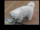 Cachorros Coton de Tulear con Pedigree - mejor precio | unprecio.es