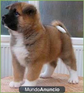 Cachorros de akita