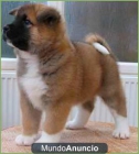 Cachorros de akita - mejor precio | unprecio.es