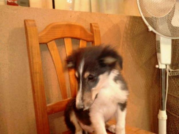cachorros rough collie