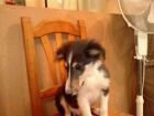 cachorros rough collie - mejor precio | unprecio.es