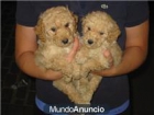 CANICHES APRICOT VENTA DE CACHORROS HEMBRA Y MACHO - mejor precio | unprecio.es