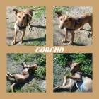 CORCHO. Perrito encontrado en Sevilla, busca hogar - mejor precio | unprecio.es