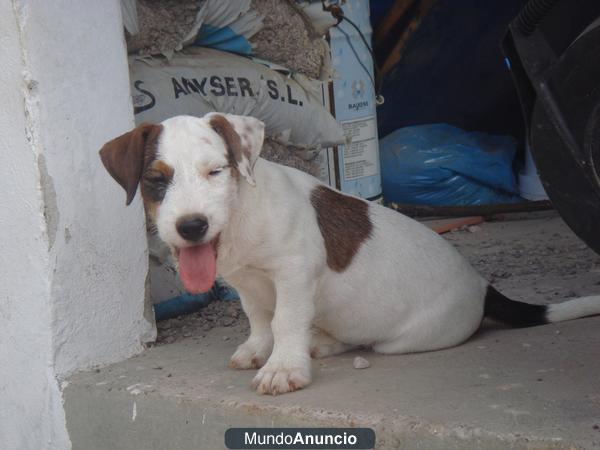 jack russell terrier