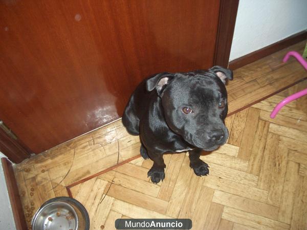 Busco novia para mi Standford ingles