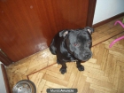Busco novia para mi Standford ingles - mejor precio | unprecio.es