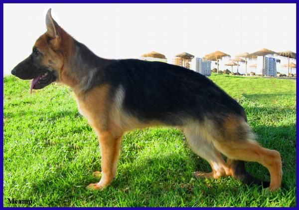 Cachorra Ceppa. de Pastor Alemán.