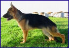 Cachorra Ceppa. de Pastor Alemán. - mejor precio | unprecio.es