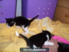 Gatitos y perros en Adopcion - mejor precio | unprecio.es