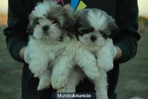 magnificos SHIH TZU de calidad; fotos reales;