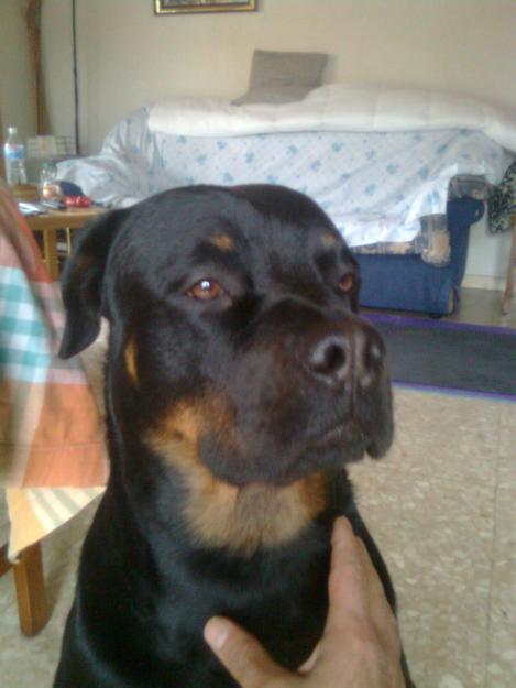 proxima camada de rottweiler