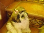 SE VENDE CACHORRITA SHIH-TZU GUAPISIMA - mejor precio | unprecio.es