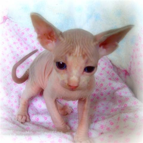 Sphynx disponible gatitos