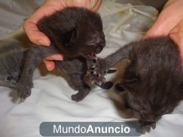 vendo gatitos