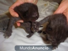 vendo gatitos - mejor precio | unprecio.es