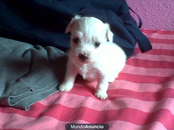 VENDO PERRITAS BICHON MALTES