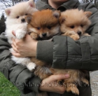 cachorros de pomerania muy bonitos - mejor precio | unprecio.es