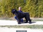 CACHORROS DE TERRIER NEGRO RUSO CON PEDIGREE LOE 700 EUROS!! 627 05 42 28 - mejor precio | unprecio.es
