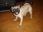Carlino hembra 395 euros - mejor precio | unprecio.es