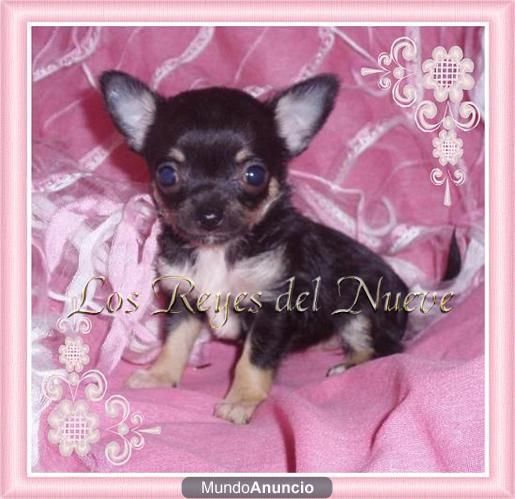 Chihuahuas preciosas hembritas