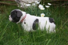 Excelentes, Bulldog Frances, magnifico pedigri, 100 euros. - mejor precio | unprecio.es