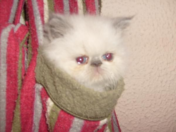 gatito persa