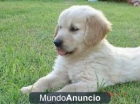 golden retriever capa dorada - mejor precio | unprecio.es