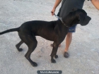 gran danes(dogo aleman) cachorros 4 machos y 3 hembras. - mejor precio | unprecio.es