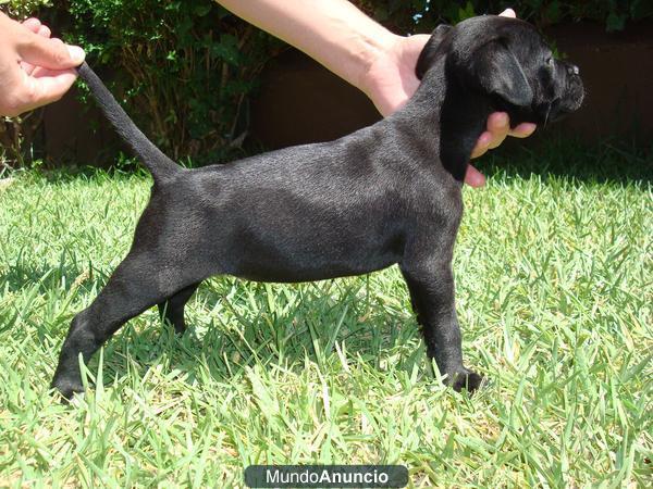 staffordshire bull terrier (Staffy)