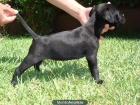 staffordshire bull terrier (Staffy) - mejor precio | unprecio.es
