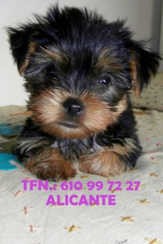 Cachorrito yorkshire terrier alicante