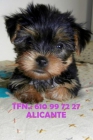 Cachorrito yorkshire terrier alicante - mejor precio | unprecio.es