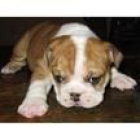 Cachorritos de Bulldog Ingles de 1ª Calidad con las Mejores Garantias - mejor precio | unprecio.es