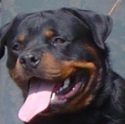 Cachorros de rottweiler - mejor precio | unprecio.es