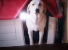 Camada  de labrador varios cachorros negros y dorados - mejor precio | unprecio.es