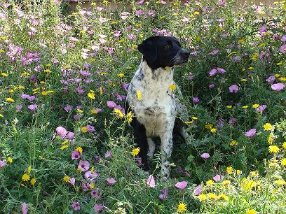 LISA EN ADOPCIÓN