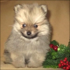 perrito de Navidad Pomeranian de la hembra - mejor precio | unprecio.es