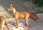 Podenco Andaluz - mejor precio | unprecio.es