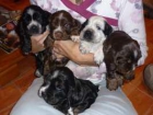 Vendo cachorros cocker spaniel ingles - mejor precio | unprecio.es