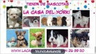 WESTY, YORKSHIRE, PINCHER, CHIHUAHUA, BICHON... - mejor precio | unprecio.es