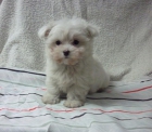 Cachorritos de Maltés de mucha calidad - mejor precio | unprecio.es