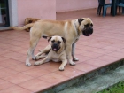 Bullmastiff, próxima camada - mejor precio | unprecio.es