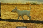 BULLTERRIER CON PEDIGREE DE RAZA ULTIMA HEMBRA - mejor precio | unprecio.es