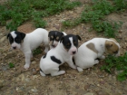 CACHORRITOS DE BODEGUERO ANDALUZ - mejor precio | unprecio.es