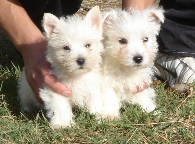 CACHORROS DE WESTY.Entrega immediata.