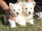 CACHORROS DE WESTY.Entrega immediata. - mejor precio | unprecio.es