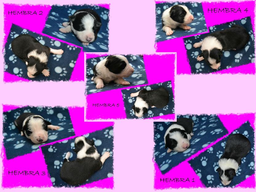 Camada de border collie