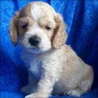 Cocker spaniel adorable para un nuevo hogar 130 - mejor precio | unprecio.es