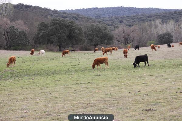 FINCA GANADERA   520 HAS EN CACERES