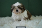 MACHOS Y HEMBRAS SHIH TZU DE AUTENTICA RAZA - mejor precio | unprecio.es